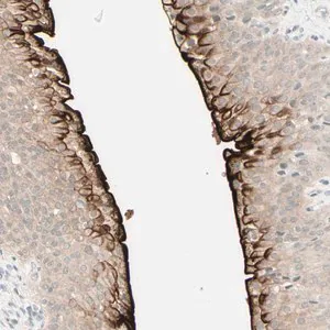 Merck Anti-UPK3B antibody produced in rabbit
