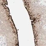Merck Anti-UPK3B antibody produced in rabbit