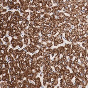 Merck Anti-GIT1 antibody produced in rabbit