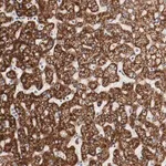 Merck Anti-GIT1 antibody produced in rabbit