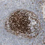 Merck Anti-GGT5 antibody produced in rabbit