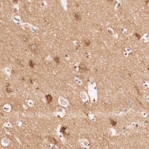 Merck Anti-GIT1 antibody produced in rabbit