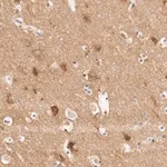 Merck Anti-GIT1 antibody produced in rabbit