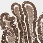 Merck Anti-GLOD5 antibody produced in rabbit
