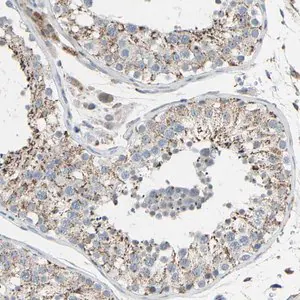 Merck Anti-GLT8D1 antibody produced in rabbit