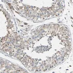 Merck Anti-GLT8D1 antibody produced in rabbit