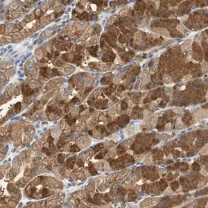 Merck Anti-GLCCI1 antibody produced in rabbit