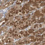 Merck Anti-GLCCI1 antibody produced in rabbit