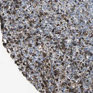Merck Anti-GLI3 antibody produced in rabbit