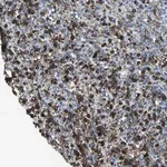 Merck Anti-GLI3 antibody produced in rabbit