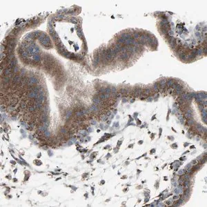 Merck Anti-GLG1 antibody produced in rabbit