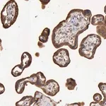 Merck Anti-GPR101 antibody produced in rabbit