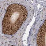 Merck Anti-GSR antibody produced in rabbit