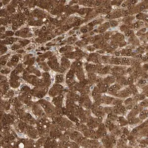 Merck Anti-GNE antibody produced in rabbit