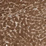 Merck Anti-GNE antibody produced in rabbit