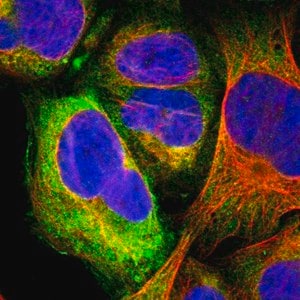 Merck Anti-GPR173 antibody produced in rabbit