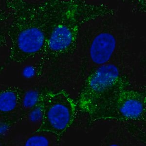 Merck Anti-GPC3 antibody produced in rabbit