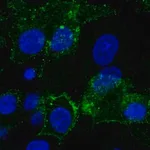 Merck Anti-GPC3 antibody produced in rabbit