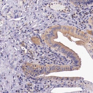 Merck Anti-GRIPAP1 antibody produced in rabbit