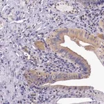 Merck Anti-GRIPAP1 antibody produced in rabbit