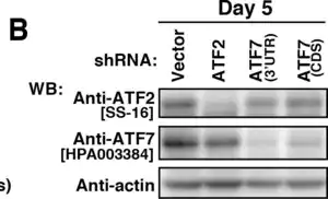 Merck Anti-ATF7 antibody produced in rabbit