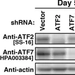 Merck Anti-ATF7 antibody produced in rabbit