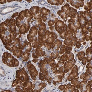 Merck Anti-HDLBP antibody produced in rabbit