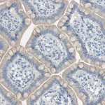 Merck Anti-ATRN antibody produced in rabbit