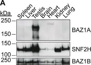 Merck Anti-BAZ1A antibody produced in rabbit