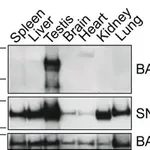 Merck Anti-BAZ1A antibody produced in rabbit