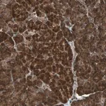 Merck Anti-LAMTOR5 antibody produced in rabbit