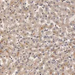 Merck Anti-BCHE antibody produced in rabbit