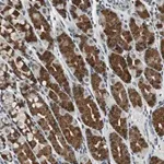 Merck Anti-BOLA1 antibody produced in rabbit