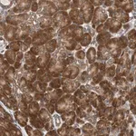 Merck Anti-AUP1 antibody produced in rabbit