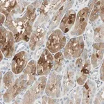 Merck Anti-TMEM260 antibody produced in rabbit