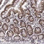 Merck Anti-VRTN antibody produced in rabbit