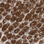 Merck Anti-USP31 antibody produced in rabbit