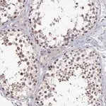 Merck Anti-BRD1 antibody produced in rabbit