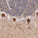 Merck Anti-BTG2 antibody produced in rabbit