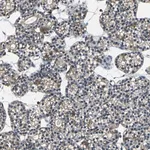 Merck Anti-USP40 antibody produced in rabbit