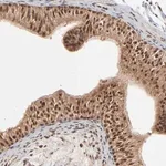 Merck Anti-FAM227A antibody produced in rabbit