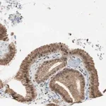 Merck Anti-ZBTB17 antibody produced in rabbit