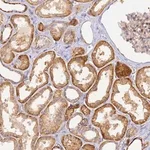 Merck Anti-YY1AP1 antibody produced in rabbit