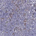 Merck Anti-ZC3H12B antibody produced in rabbit