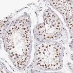 Merck Anti-HMGXB4 antibody produced in rabbit