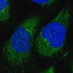 Merck Anti-HEYL antibody produced in rabbit