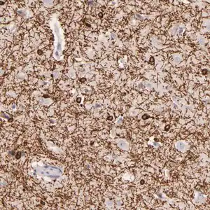 Merck Anti-ZC3H7B antibody produced in rabbit