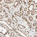 Merck Anti-HSF1 antibody produced in rabbit