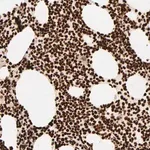 Merck Anti-HMGB2 antibody produced in rabbit
