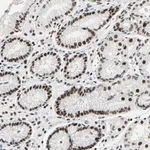 Merck ANTI-HNRNPD antibody produced in rabbit